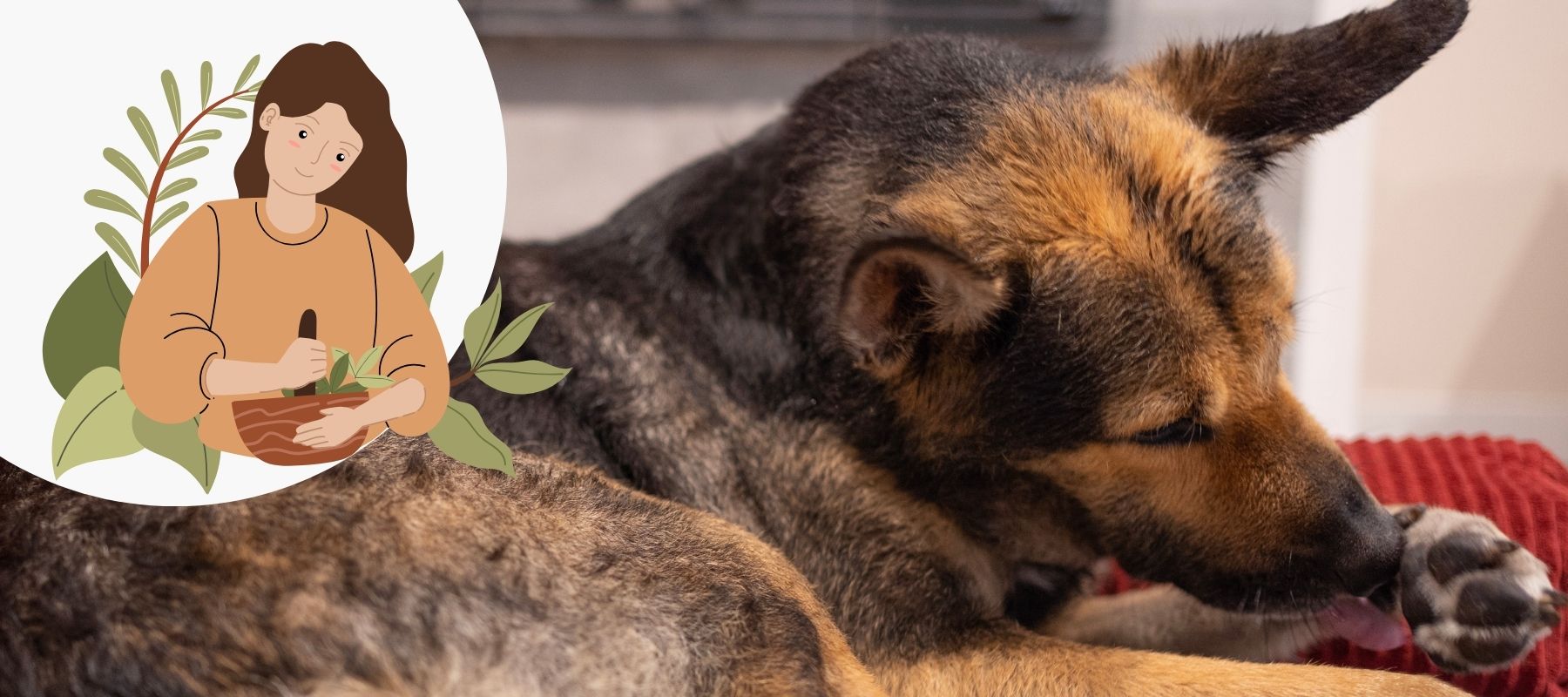 Natural remedy to stop dog licking paws hot sale
