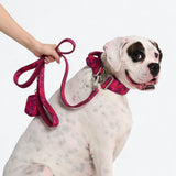 Comfort Controle Halsband Set - Fuchsia Camo