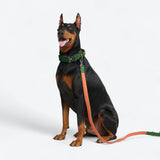 Comfort Control Collar Set - Green Orange