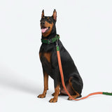 Comfort Controle Halsband Set - Groen Oranje
