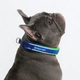 Lime Wave Martingale Collar||size:A,B