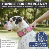 Pink Collar||size:XS,S,M,L