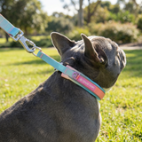Pastel Icing Martingale Collar||size:A,B,C,D,E