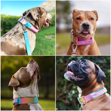Tactische halsband - Pastelkleurig glazuur
