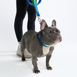 Multipurpose Seatbelt Handsfree Leash & Poop Bag Holder Set - Lime Wave