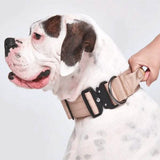 Comfort Control Dog Collars