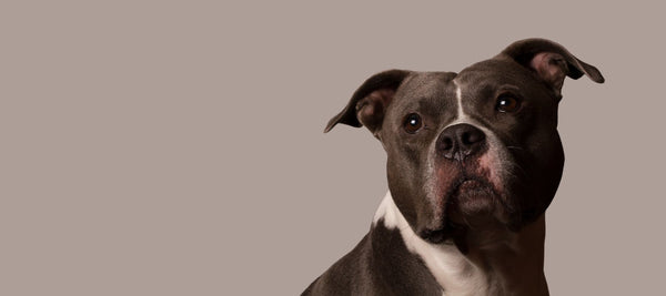 Are Pitbulls Dangerous?