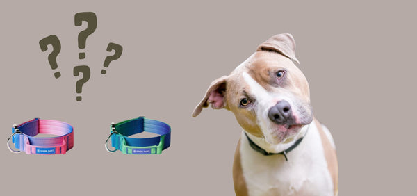 What Is a Martingale Collar? Benefits, Uses, and Best Alternatives
