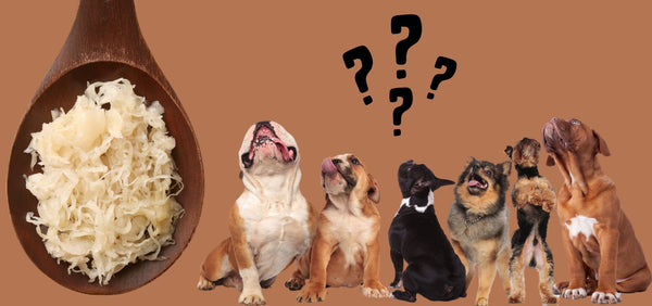 Can Dogs Eat Sauerkraut? The Pros and Cons Every Pet Owner Should Know