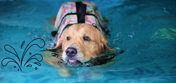 Do Dogs Need Life Jackets?