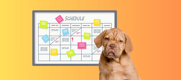 Puppy Schedule Made Easy: Tips for a Happy and Healthy Dog