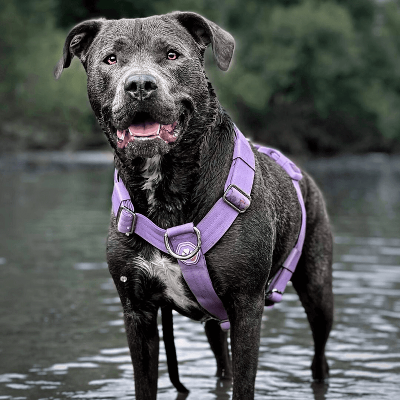 Lilac Harness