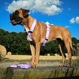 Lilac Harness
