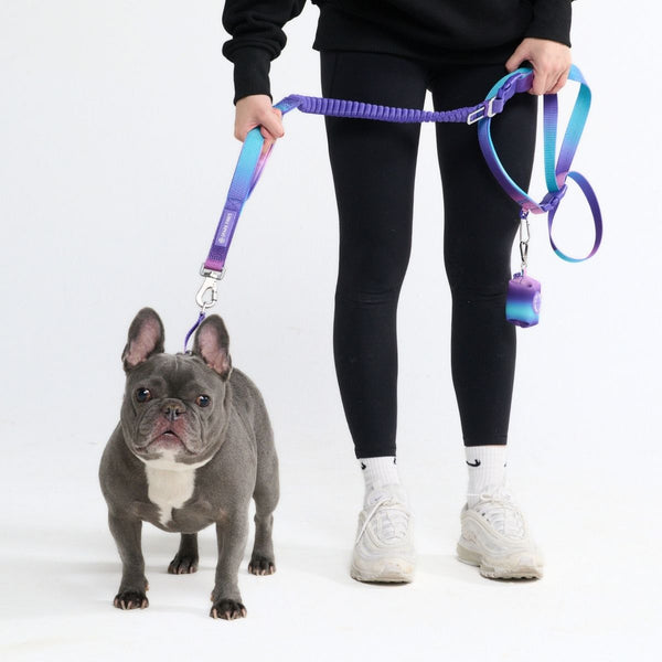 Multipurpose Seatbelt Handsfree Leash & Poop Bag Holder Set - 90s Retro