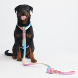 Comfort Control hondenharnasset zonder trekkracht - Pastelkleurig glazuur