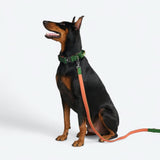 Comfort Control Collar - Green Orange