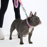 Pastel Icing Martingale Collar||size:A,B