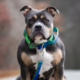 Lime Wave Collar||size:XS,S,M,L