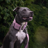 Pink Collar||size:XS,S,M,L