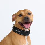 Black Martingale Collar||size:C,D,E