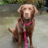 Fuchsia Camo Martingale Collar||size:A,B,C,D,E