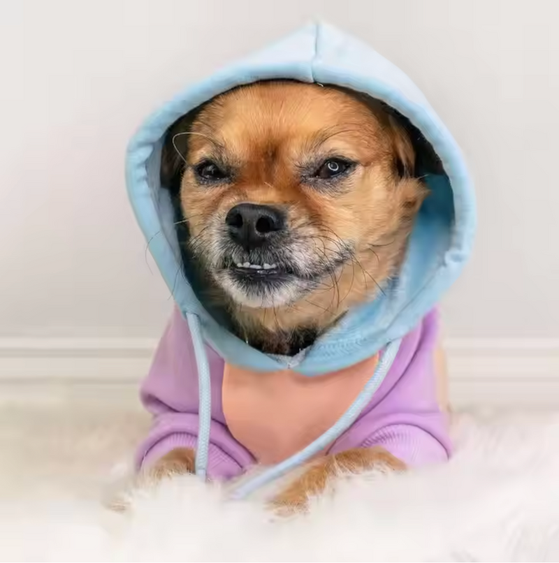 Suikerspin hond hoodie