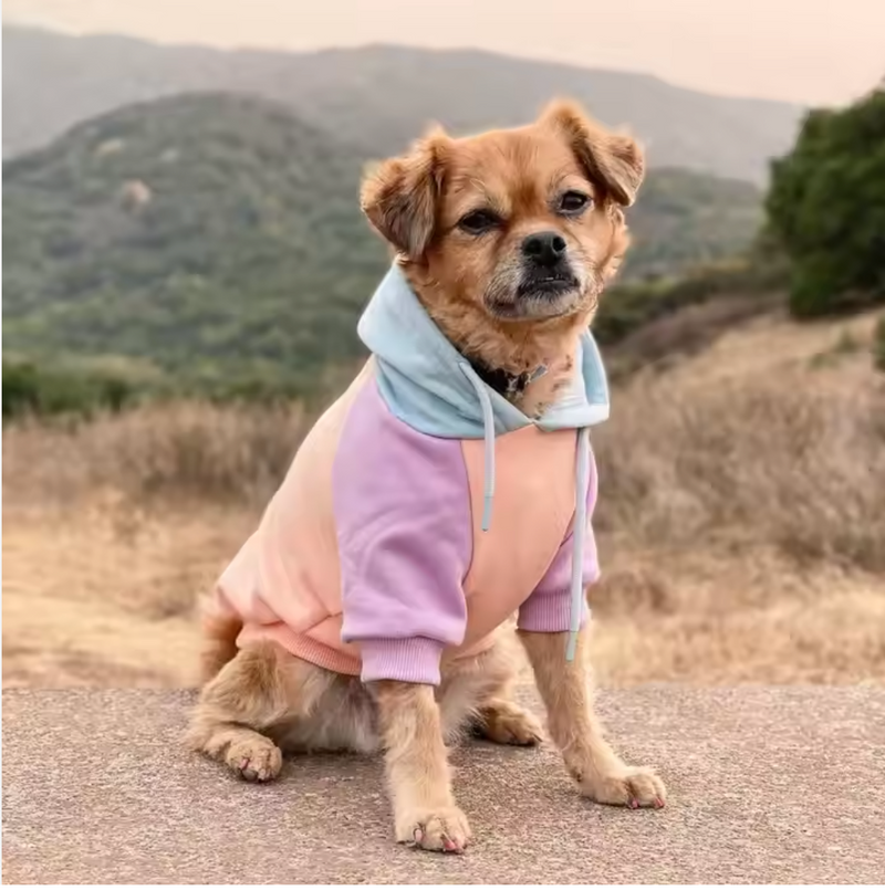Suikerspin hond hoodie