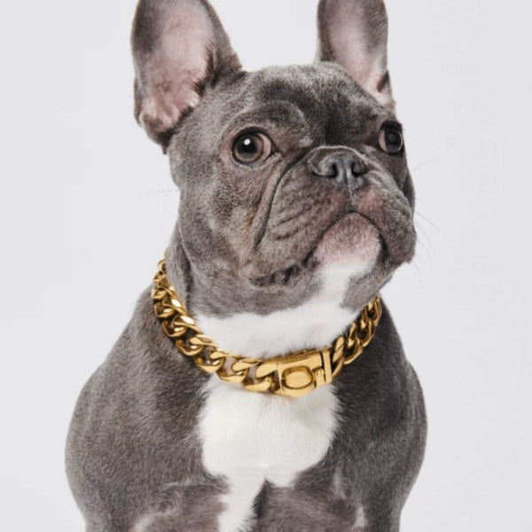 Gold Chain Dog Collar 20mm