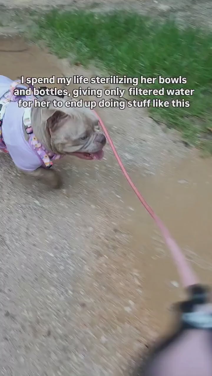 Loved By 2M+ Dogs