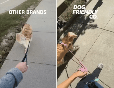 Dog Clothes