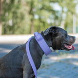 Tactische halsband - Lila