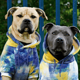 Fluwelen hondenhoodie - Nova