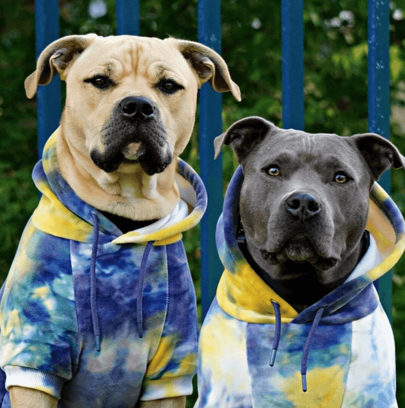 Fluwelen hondenhoodie - Nova
